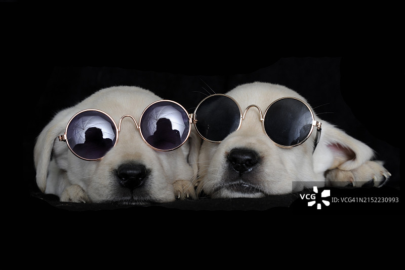 六周大的黄色拉布拉多幼犬图片素材