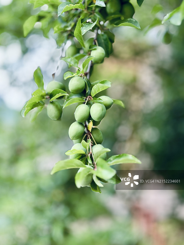 李子树特写图片素材