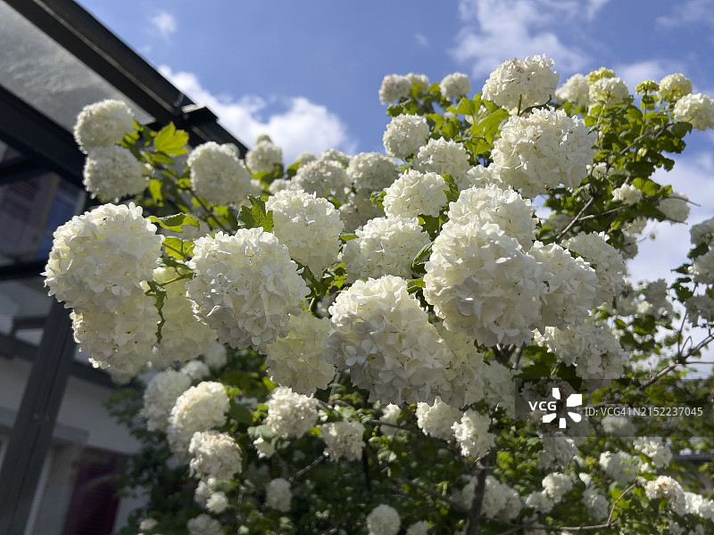 比尔春天盛开的荚蒾花图片素材