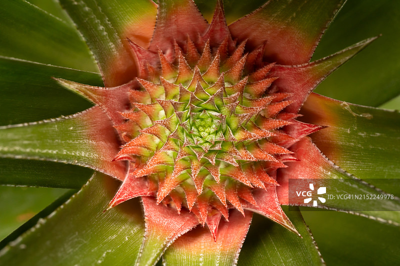 室内盆栽菠萝图片素材