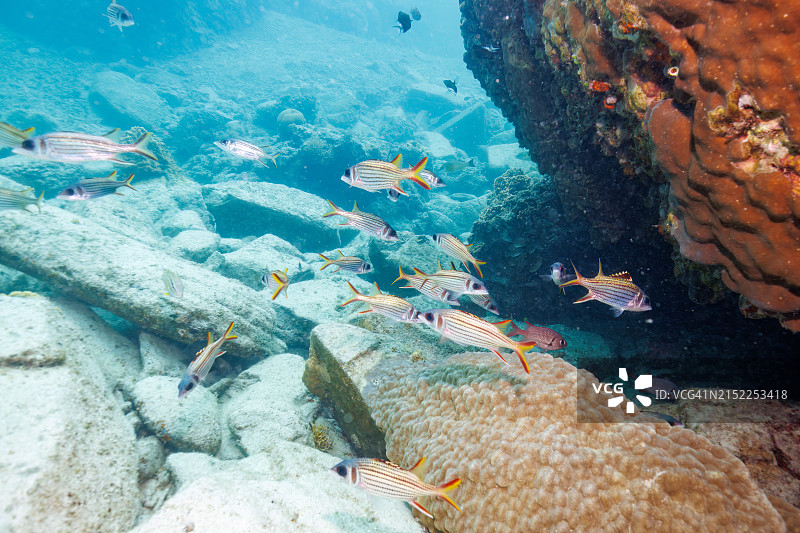 斑眼海葵鱼和萨马拉松球鱼在美丽珊瑚礁的海底洞穴中图片素材