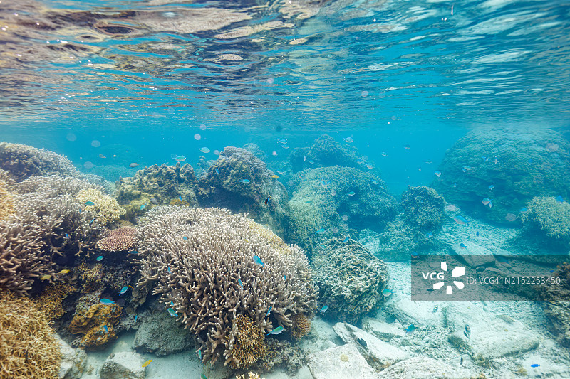 冲绳座间味村阿嘉岛的珊瑚礁与青绿光鳃雀鲷图片素材