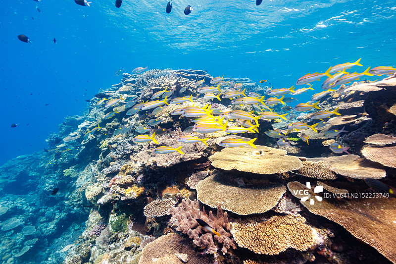 黄斑皇帝鱼、线条大眼鲷和凡氏鲉在美丽的珊瑚礁中图片素材
