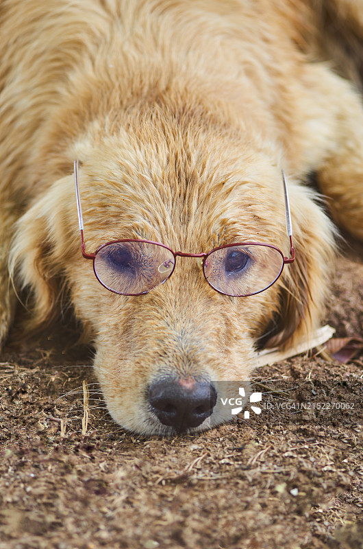 戴眼镜的金色寻回犬趴在泥土上图片素材