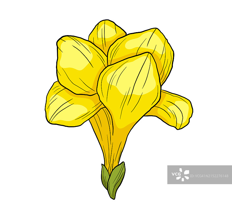 手绘小苍兰花朵插画图片素材