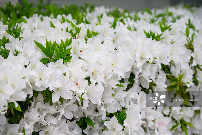 名古屋春天盛开的白色花朵图片素材