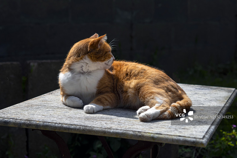 橘色虎斑猫躺在户外桌子上图片素材
