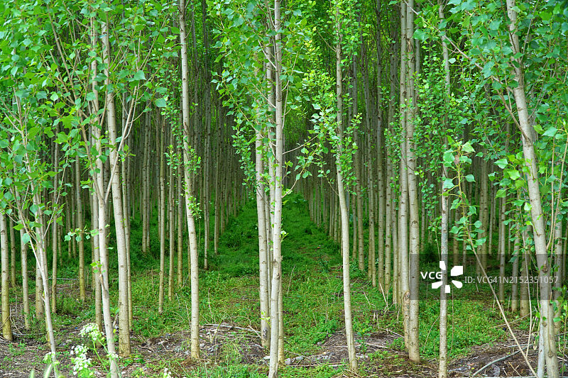 迪亚巴克尔的赫夫塞尔花园图片素材