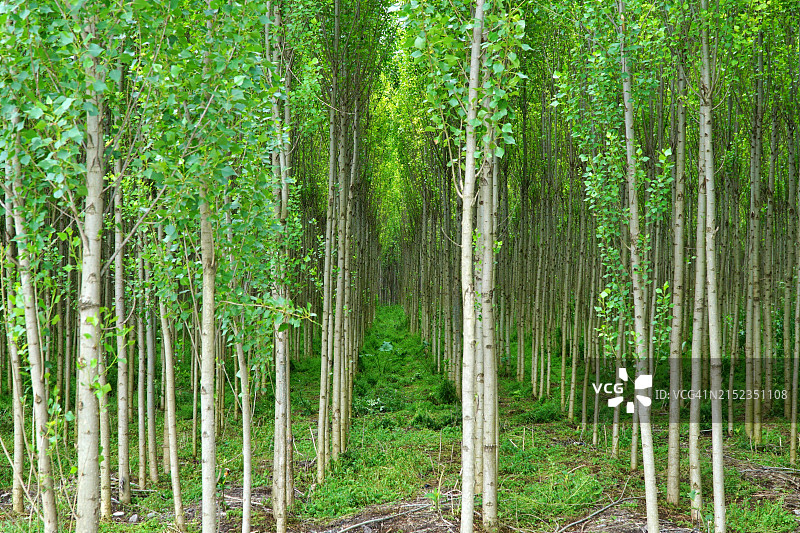 赫夫塞尔花园图片素材