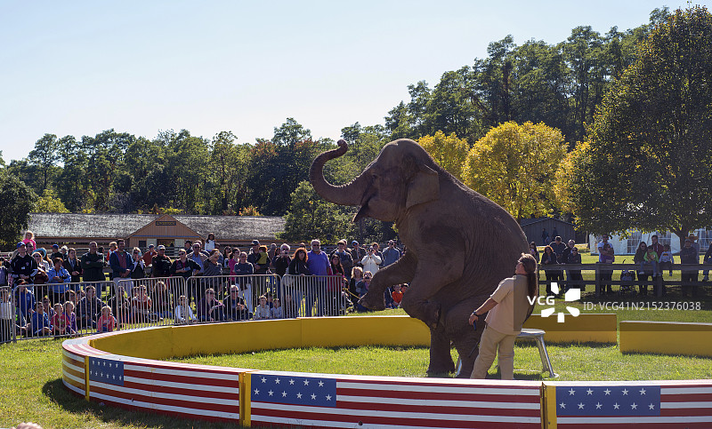 在纽约州老贝斯佩奇长岛博览会上，训练有素的大象为观众表演图片素材
