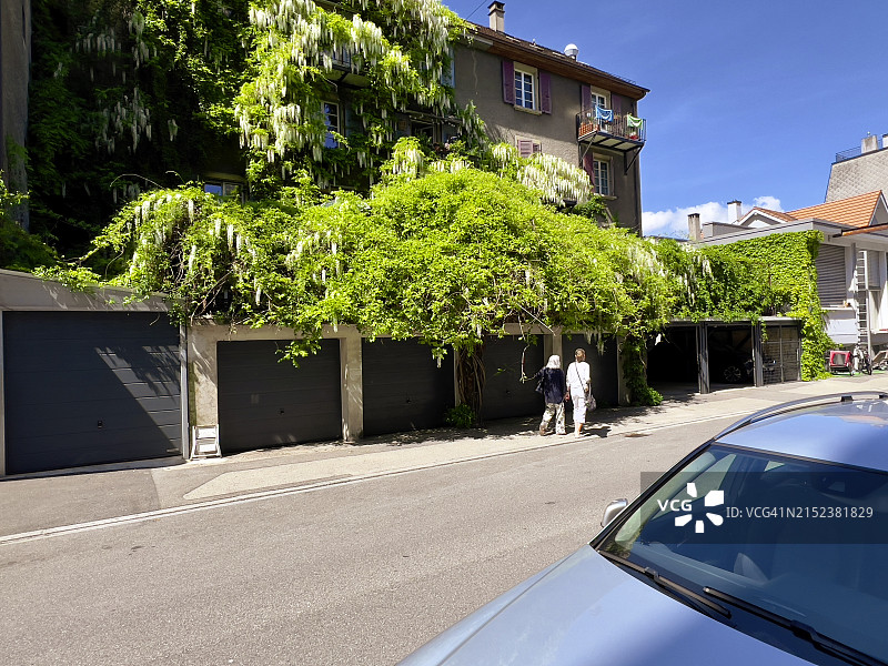 盛开的白色紫藤，两位女士在市中心的人行道上行走图片素材