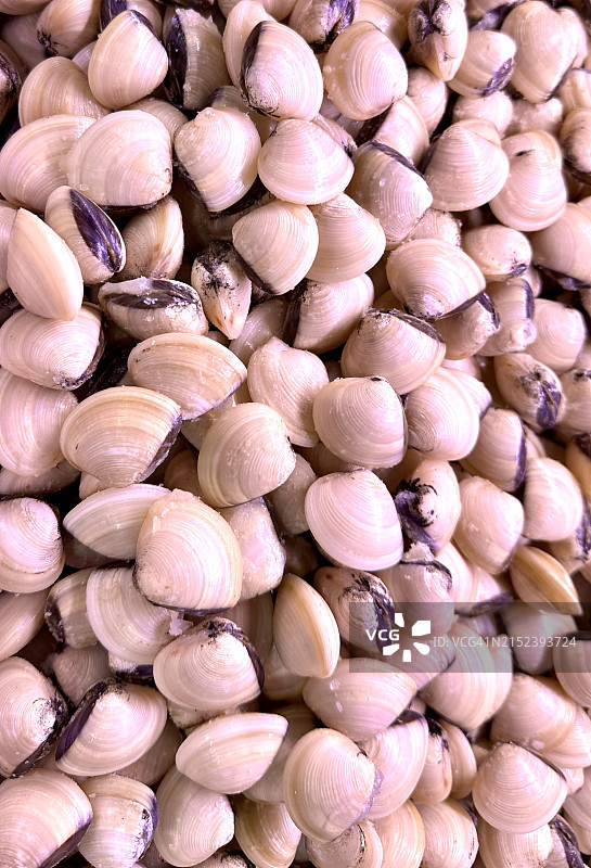 小白蛤图片素材