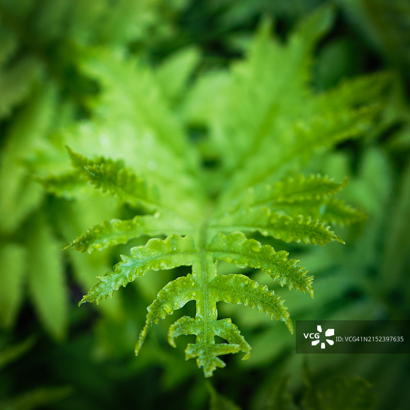 春天里展开的蕨类植物图片素材