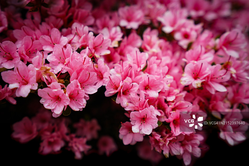 盛开的粉色杜鹃花图片素材