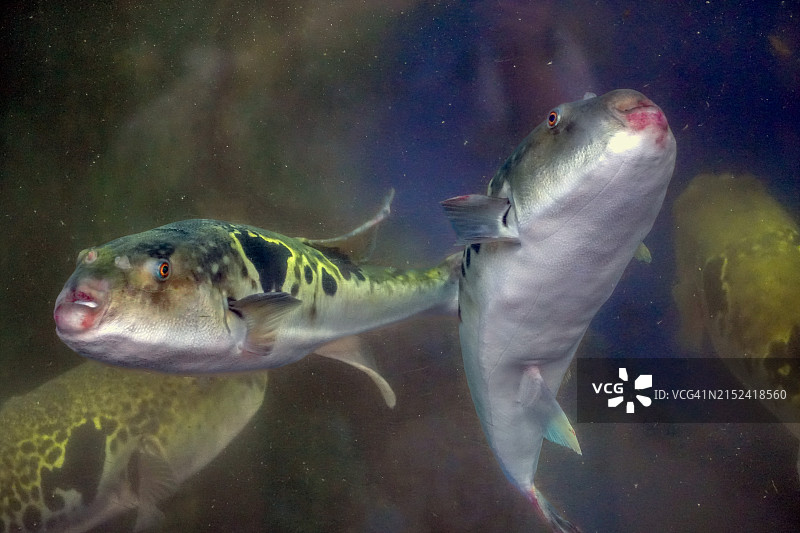 饲养缸中的虎河豚图片素材