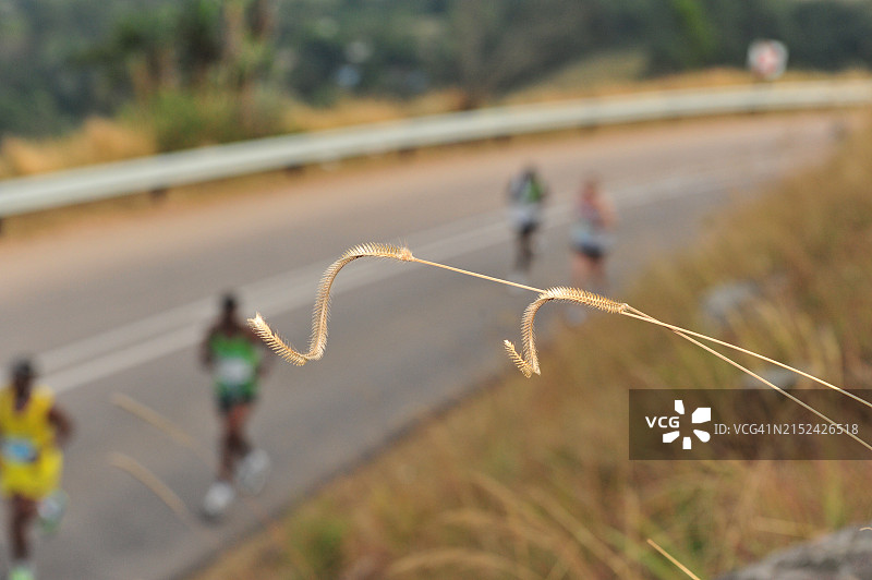 同志们路线植物图片素材