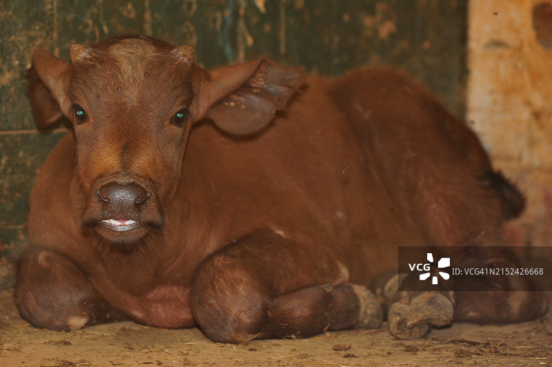 小水牛图片素材