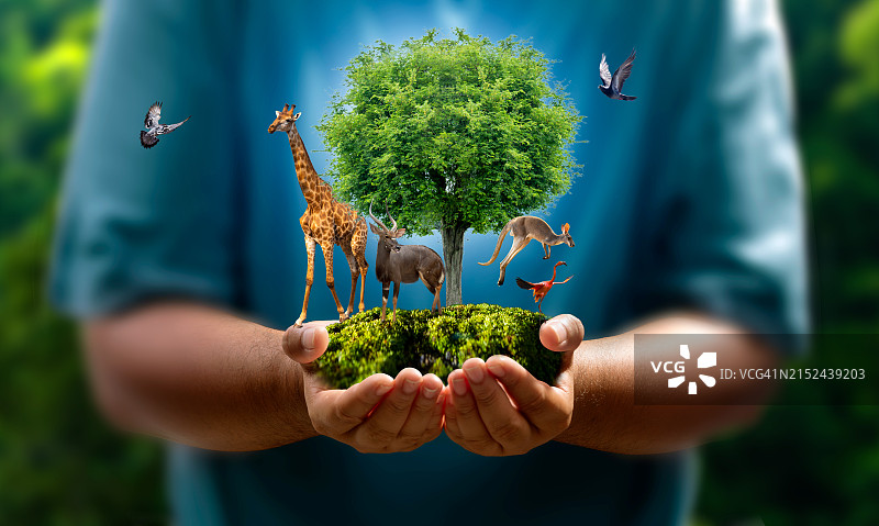 可再生能源概念地球日或环保双手保护生长在地面上的森林，帮助拯救世界。图片素材