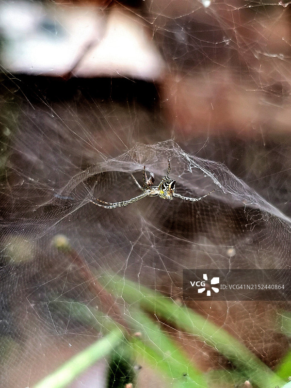 蜘蛛守护着巢穴，等待猎物到来。图片素材