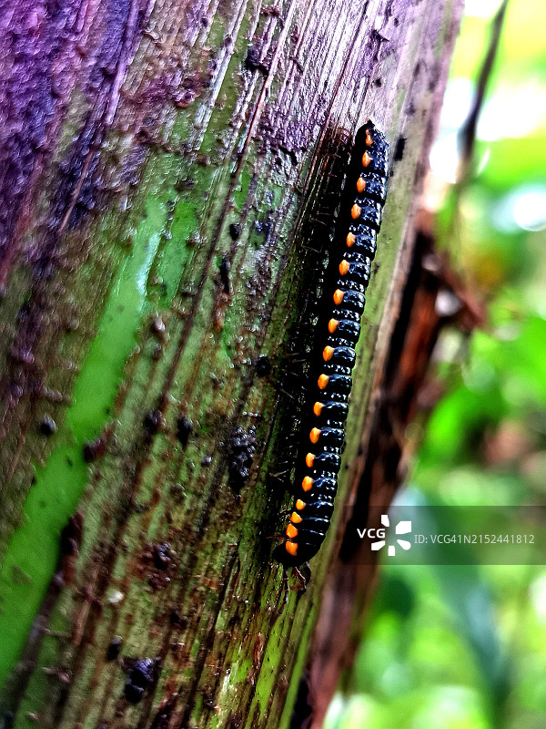 雨后在香蕉树干上爬行的小蜈蚣图片素材