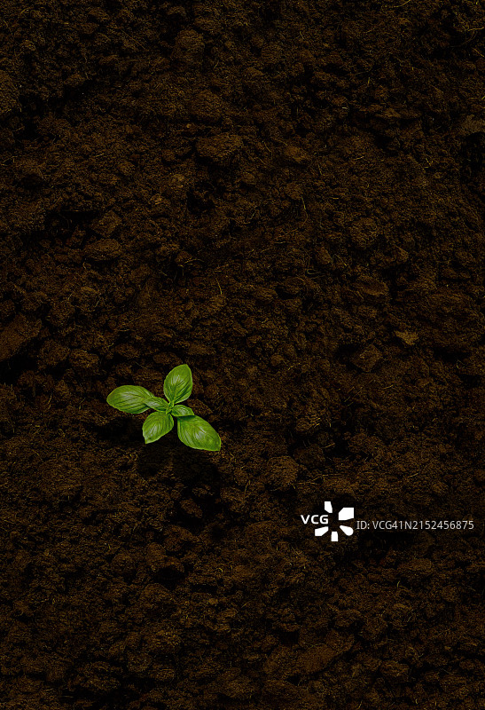 荒芜土壤中顽强生长的孤苗图片素材