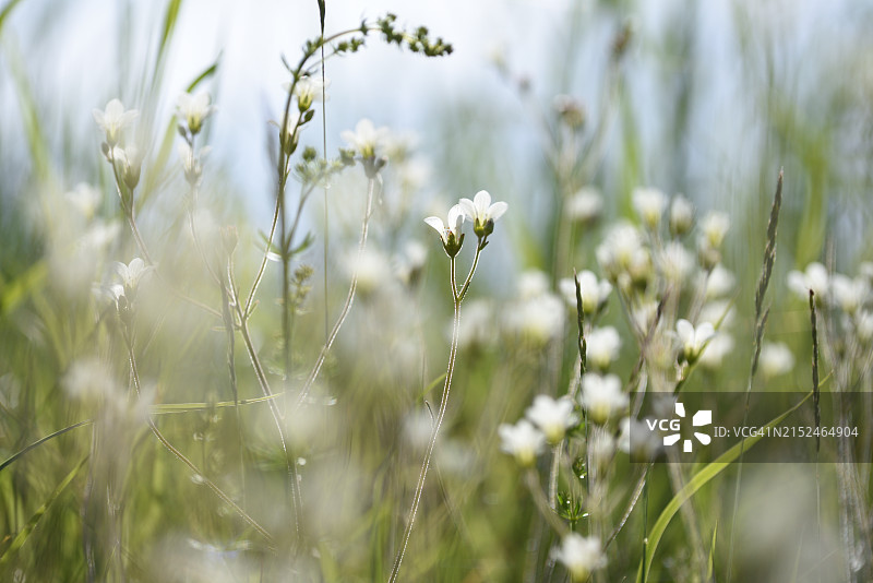 颗粒虎耳草图片素材
