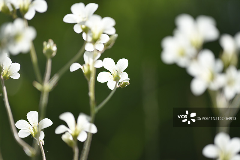 颗粒虎耳草图片素材