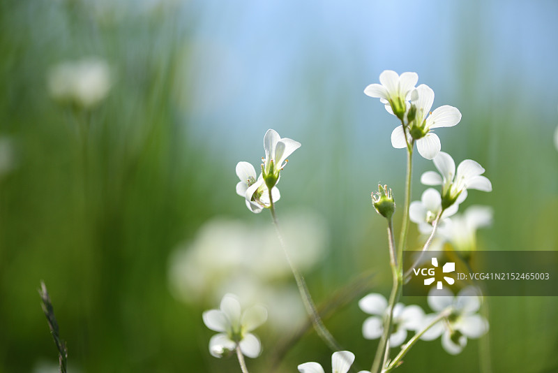 颗粒虎耳草图片素材