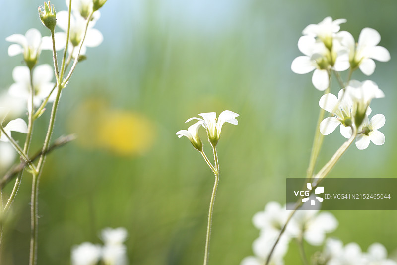 颗粒虎耳草图片素材