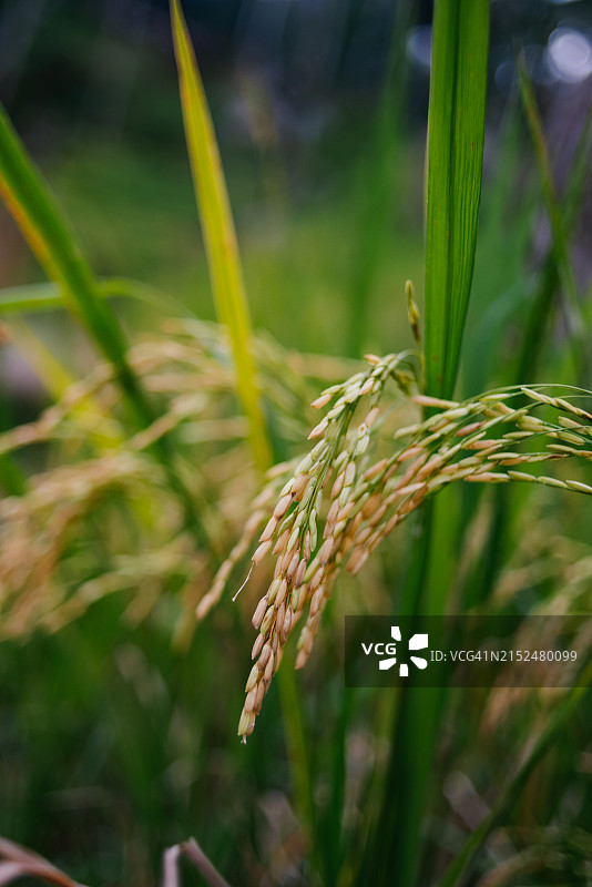 成熟前的稻穗图片素材
