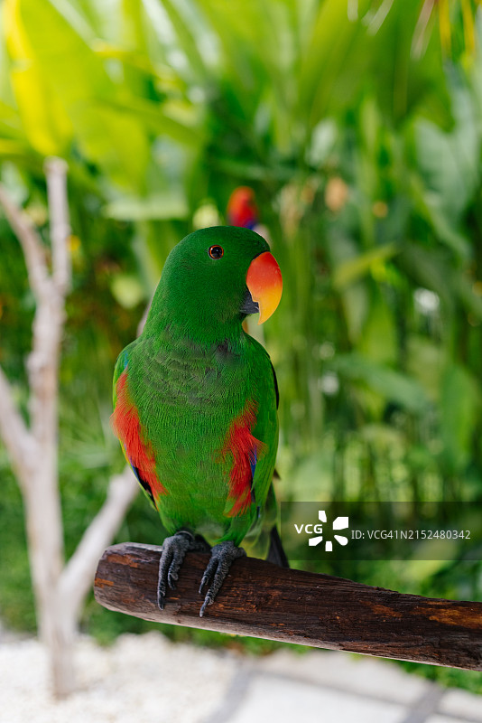 折衷鹦鹉特写图片素材