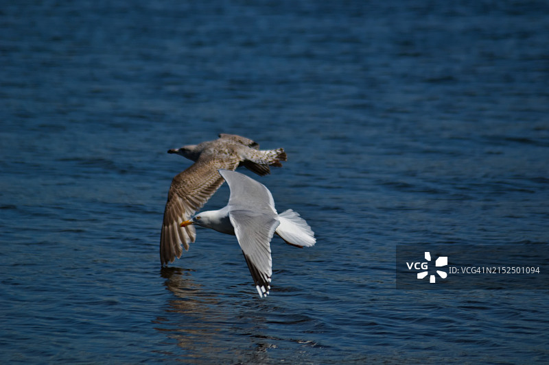 海鸥展翅翱翔图片素材