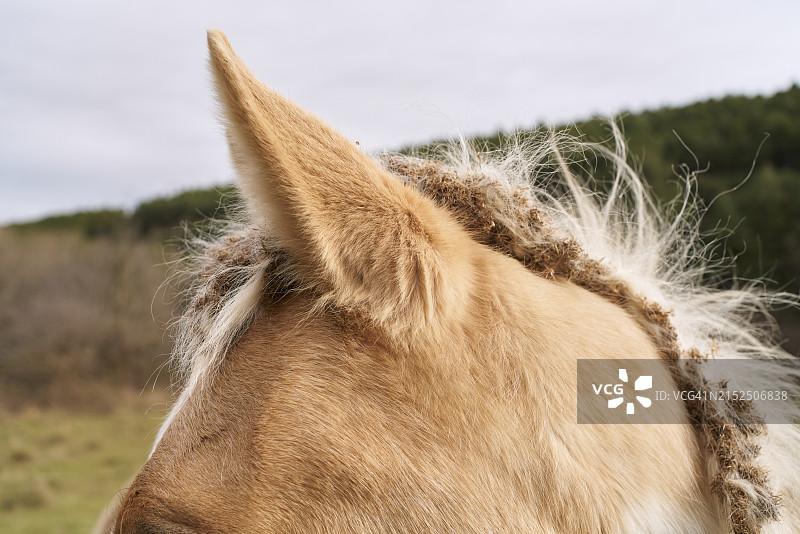 站在牧场草地或山丘上的马耳朵的特写，侧视图片素材