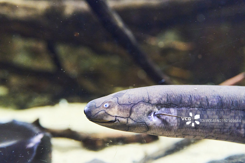 一条肺鱼在礁石的沙地上游泳，看着相机的侧面图片素材