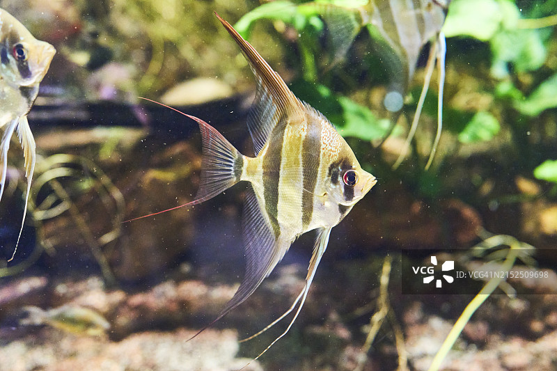 鱼缸里的天使鱼在珊瑚礁和水草中畅游的侧面照图片素材