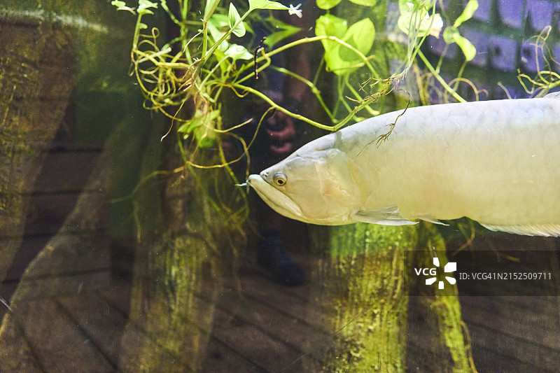 米色鱼在水族箱中游泳的头像图片素材