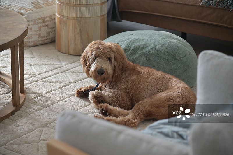 卡瓦普犬卧于客厅地毯图片素材