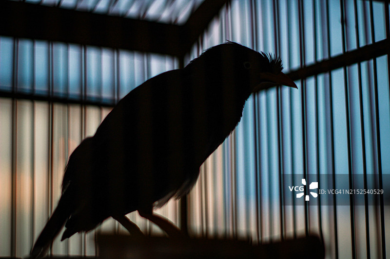 鸟剪影照片图片素材