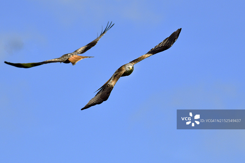 红风筝（Milvus milvus）图片素材