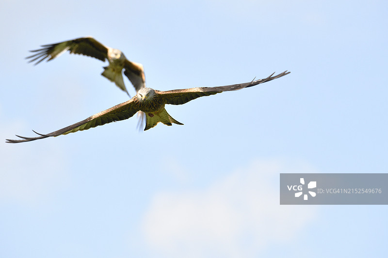 飞行中的红鸢图片素材