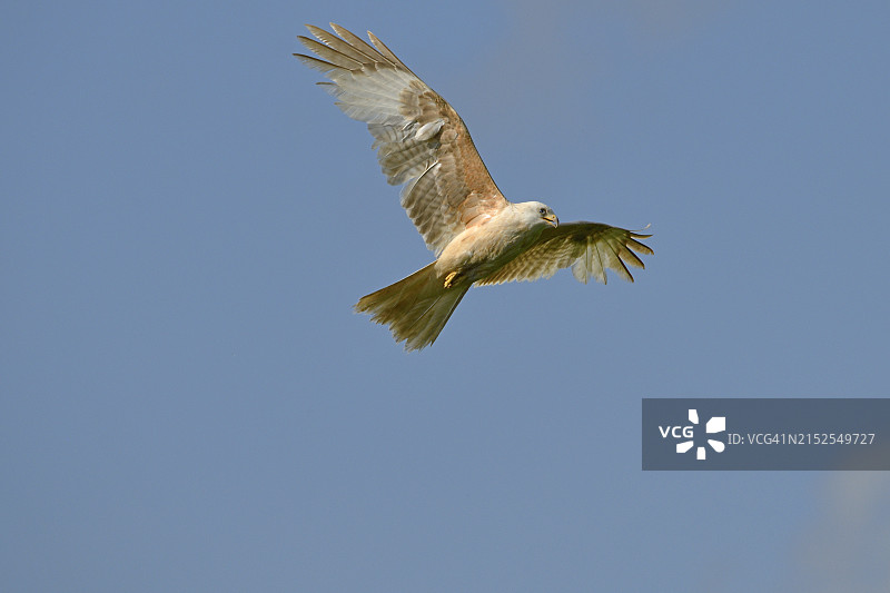 白化红风筝，全球仅存十只图片素材