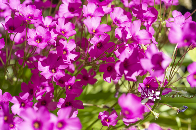 酢浆草图片素材