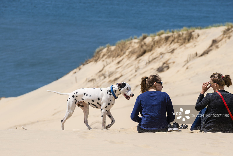 女人与沙丘上的狗图片素材