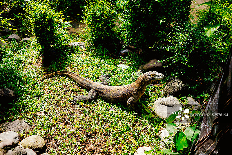 孟加拉巨蜥图片素材