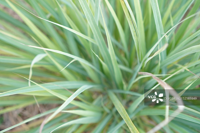 柠檬草图片素材