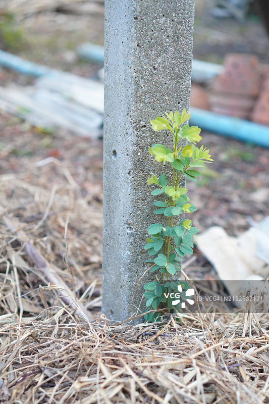 水泥杆旁生长的草树图片素材