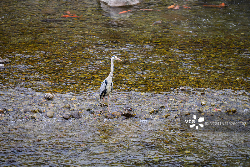 高山市宫川上的鸟图片素材