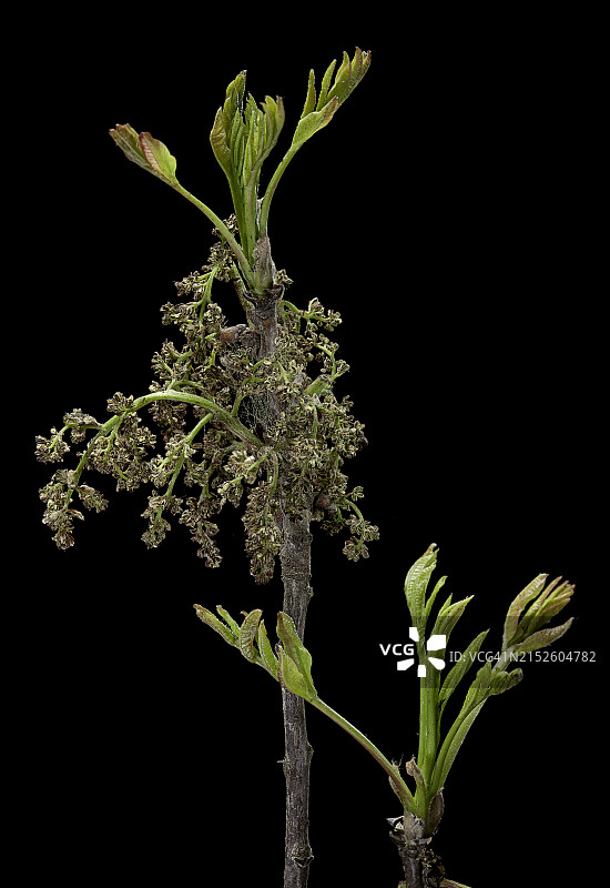 阿月浑子树（塞浦路斯松节油树）- 雄花序图片素材