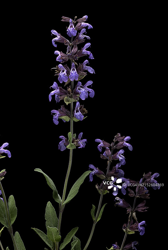 普通鼠尾草图片素材