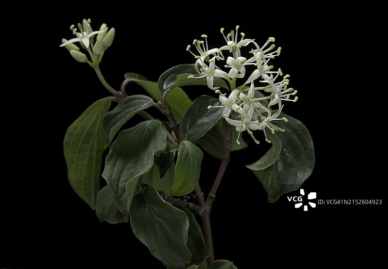 红瑞木（普通红瑞木，血红瑞木）- 花序图片素材